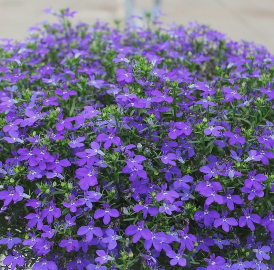Lobelia Sky Blue Pack