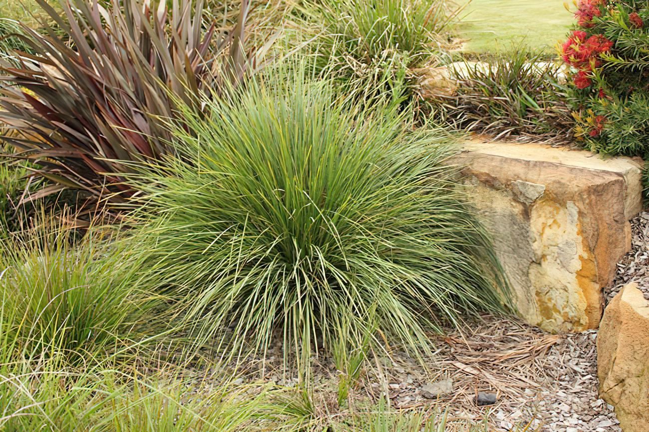 Lomandra Nyalla 140mm