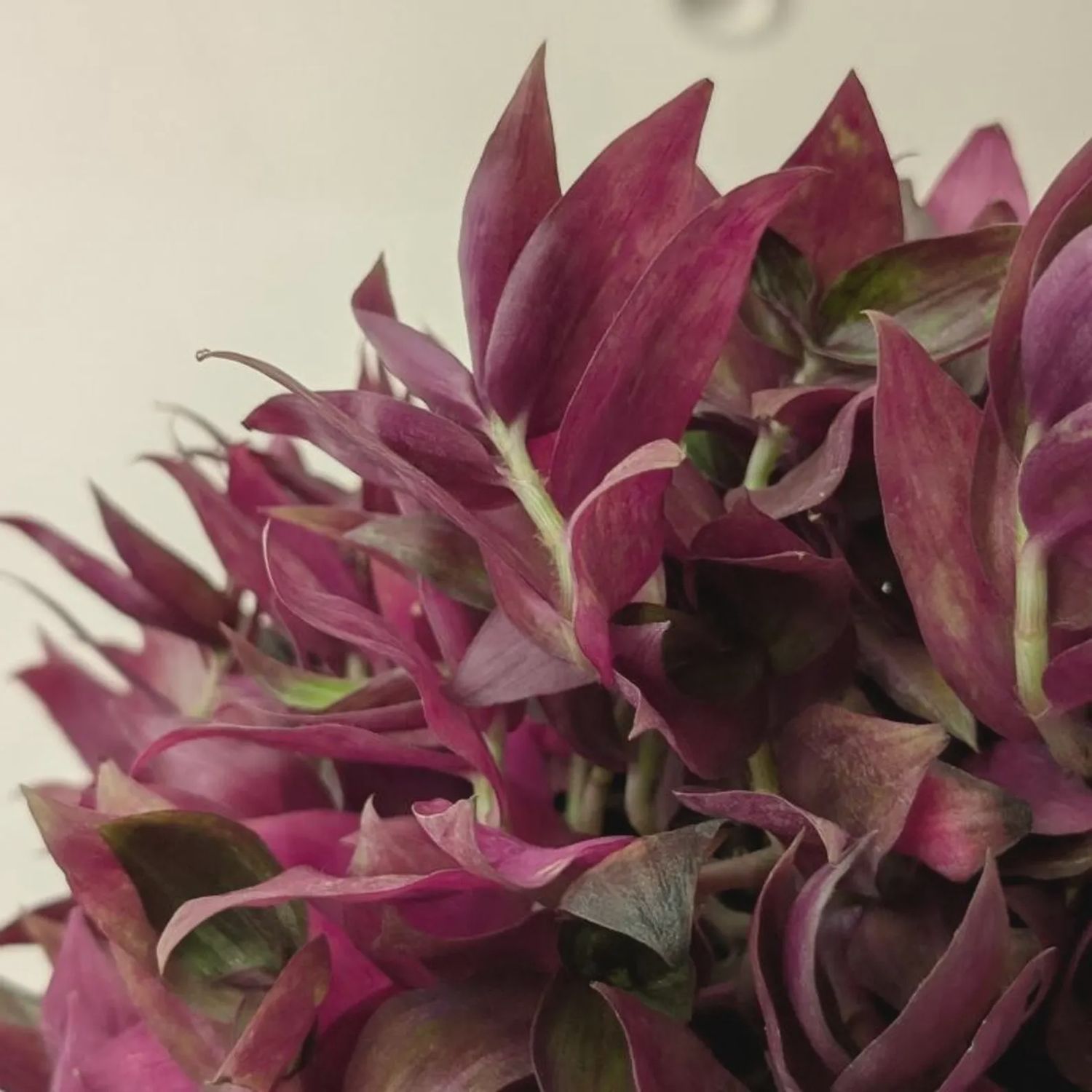 Tradescantia 100mm