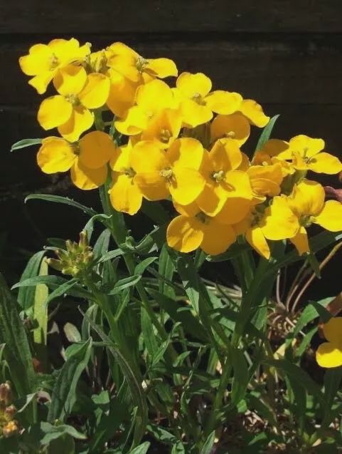 Wallflower Yellow Pack