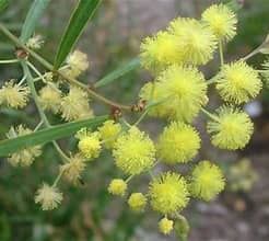 Acacia Iteaphylla - Willow Leaf Wattle