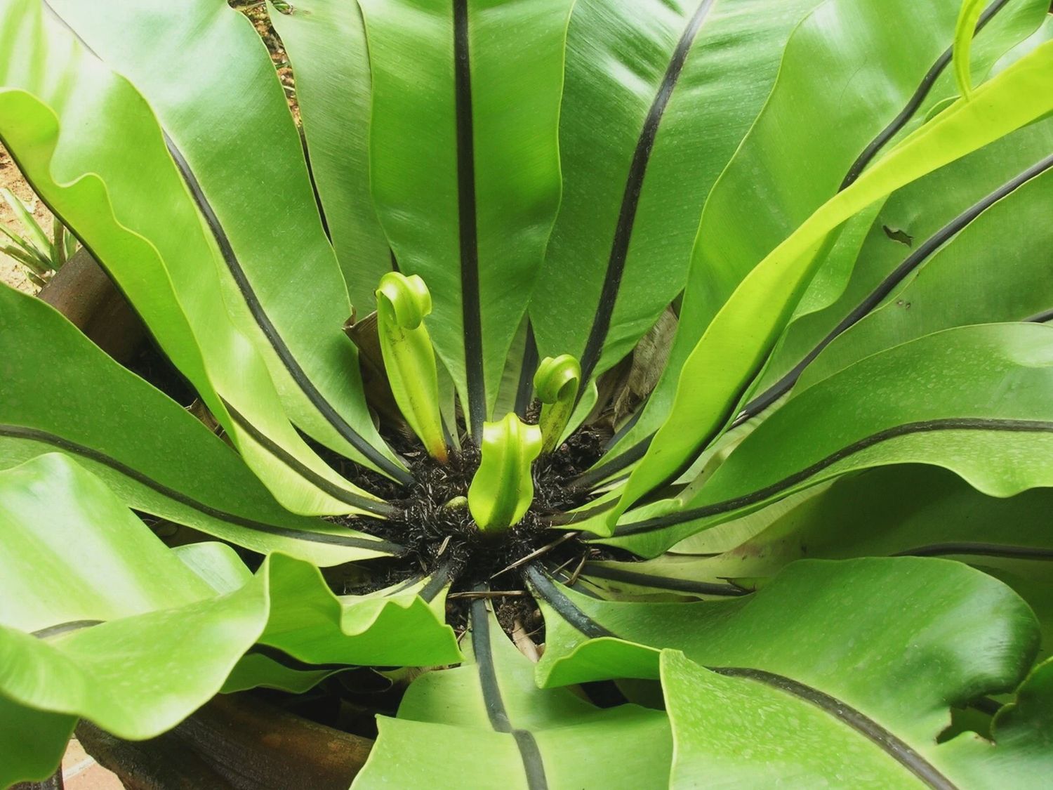 Asplenium Birds Nest Fern