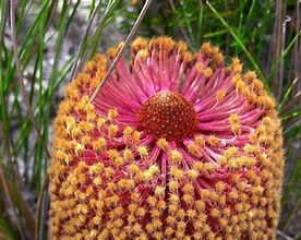 Banksia Repens 140mm
