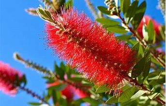 Callistemon Hot Pink 140mm