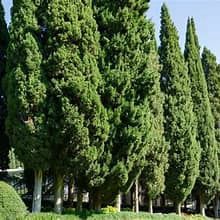 Cupressus Sempervirens Glauca 20cm