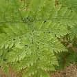 Davalia Hares Foot Fern 130mm