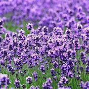 French Lavender 150mm
