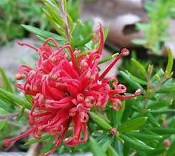 Grevillea Mini Marvel 150mm