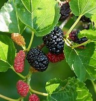 Mulberry 180mm