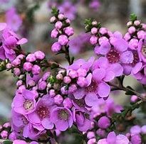 Thryptomene Saxicola Compact 140mm