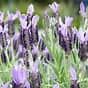 Lavender Avonview 150mm