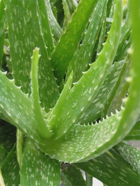Aloe Aloe Series 140mm