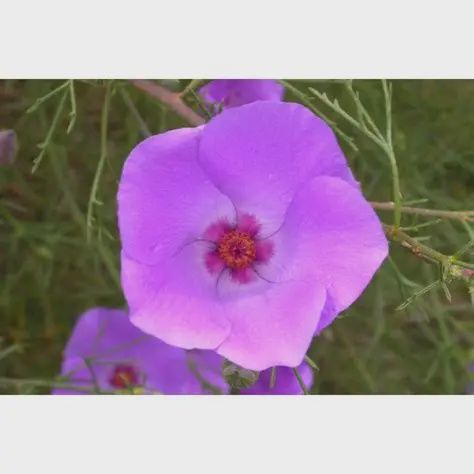 Alyogyne Aussie Purple 140mm