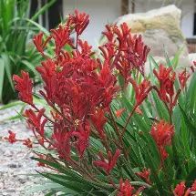 Anigozanthos Ruby Velvet 140mm