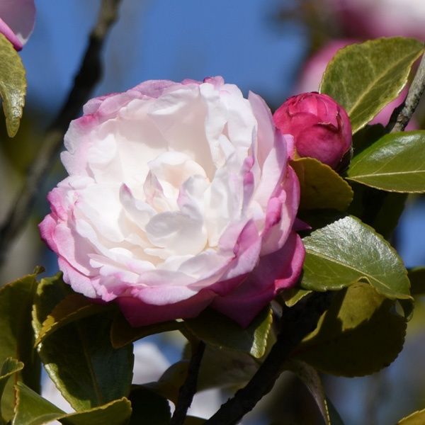 Camellia Pure Silk 140mm