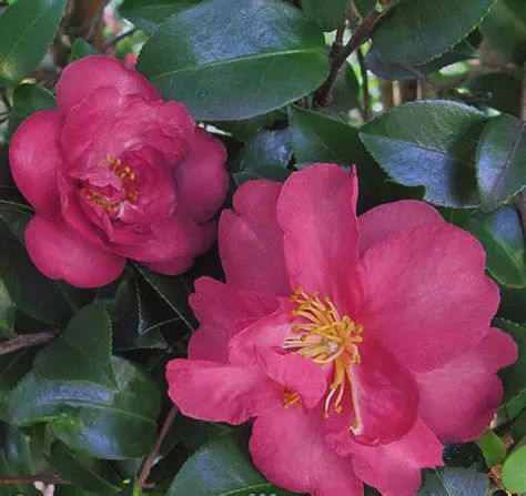 Camellia Roseanne 140mm