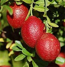Citrus Grafted Blood Lime 180mm