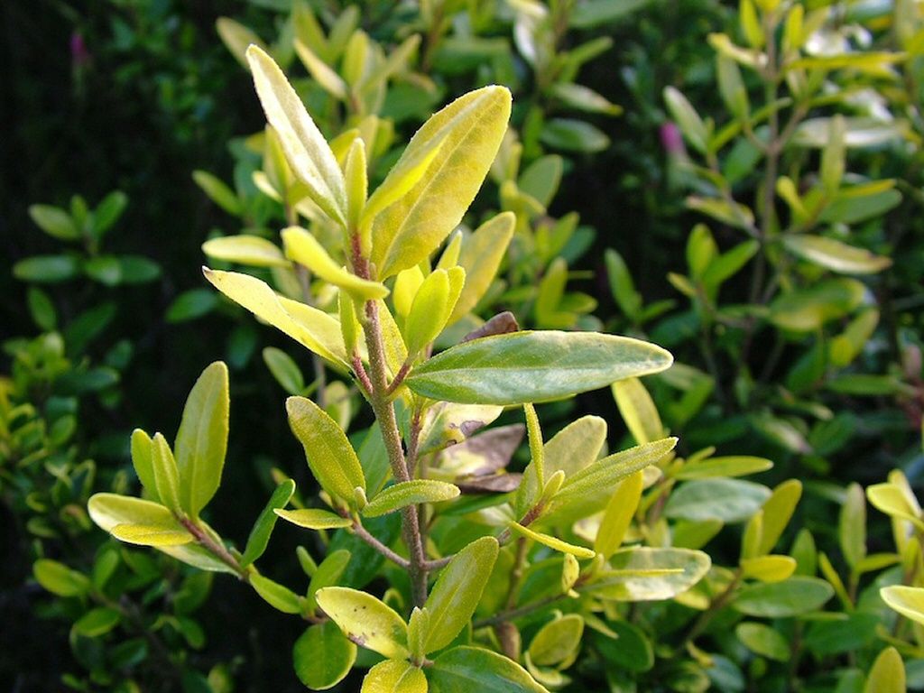 Correa Glabra Barossa gold 140mm