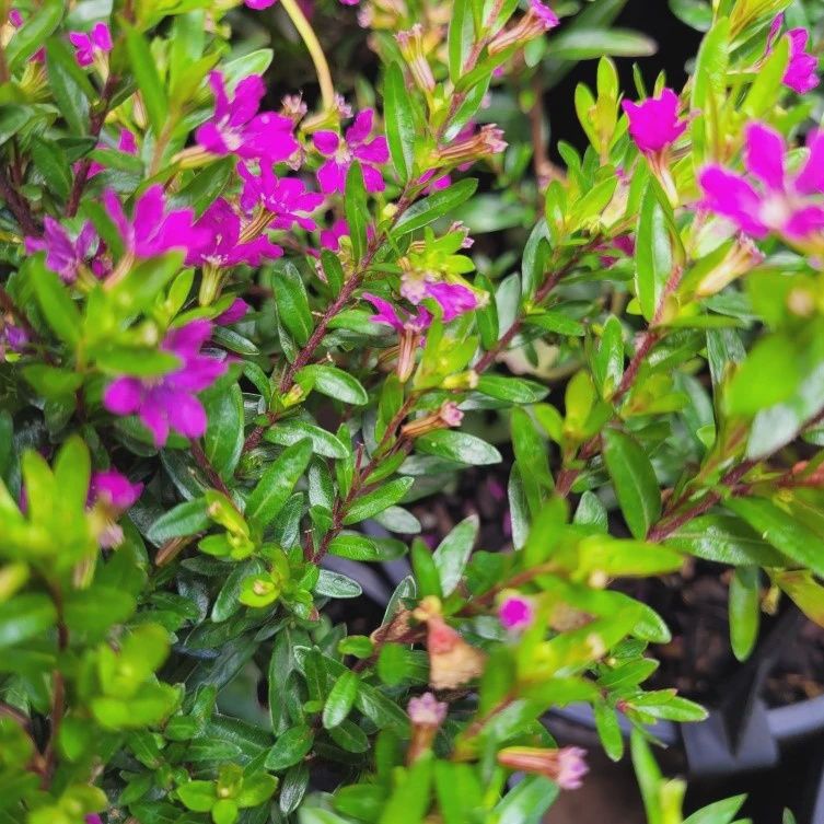 Cuphea Robs Mauve improved 140mm