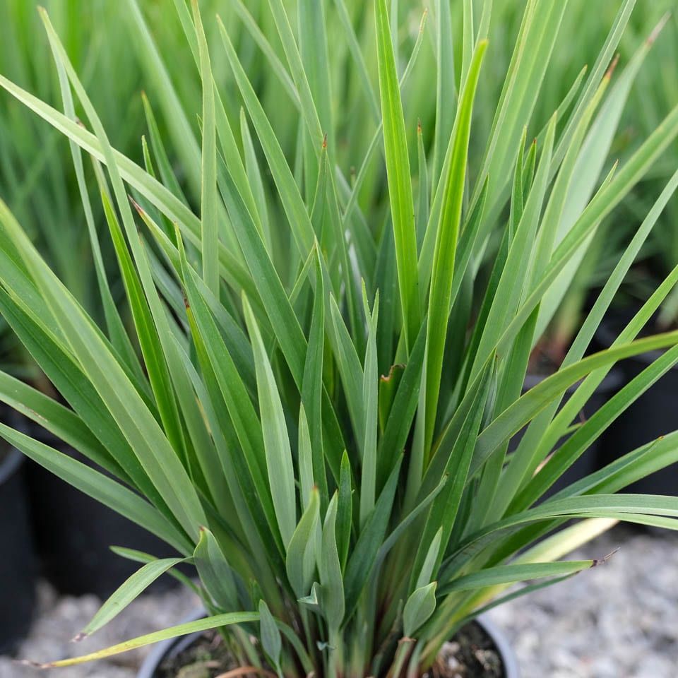 Dianella Revalation 140mm