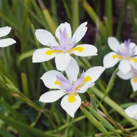 Dietes Iridioides 140mm