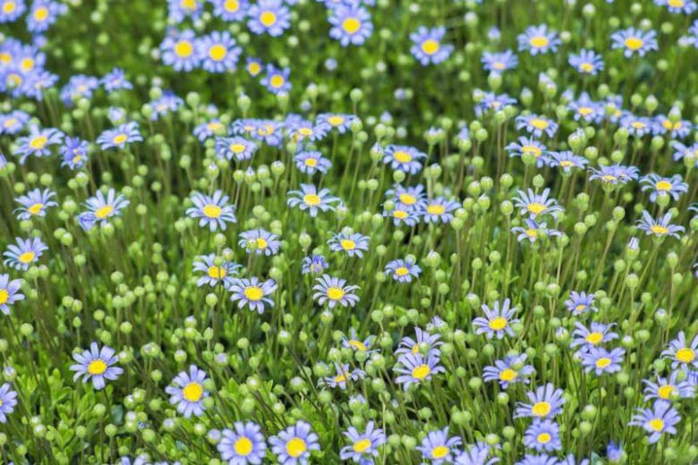 Felicia Ameloides 140mm