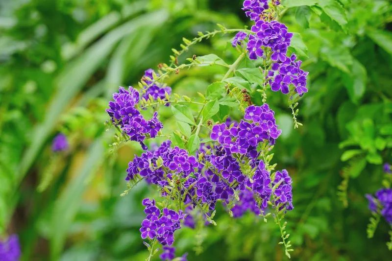 Duranta Geisha Girl Standard 200mm