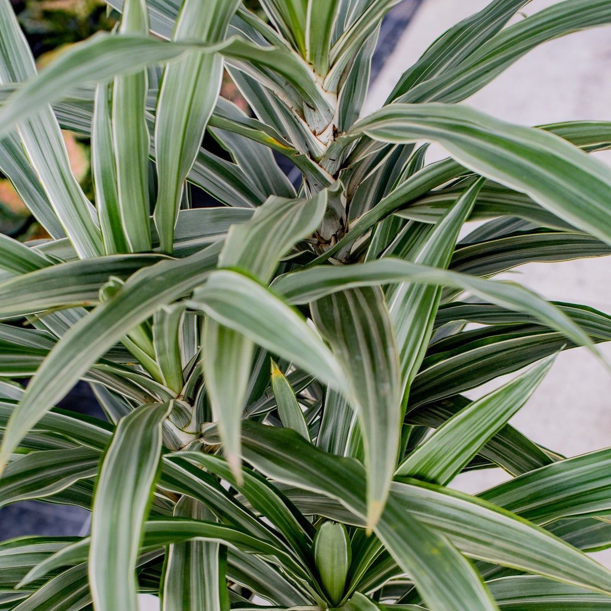 Dracaena Deremensis 200mm