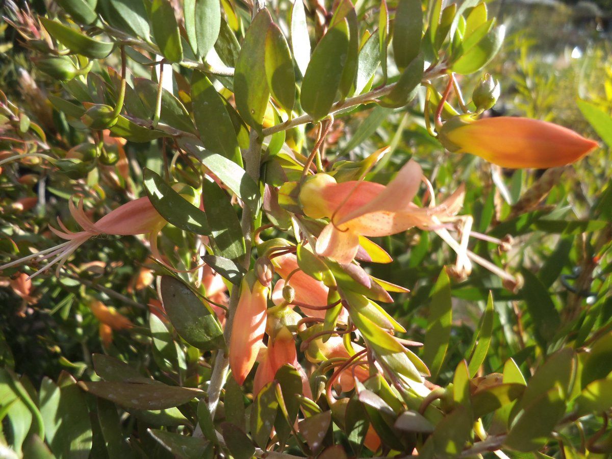 Eremophila Maculata Apricot 140mm