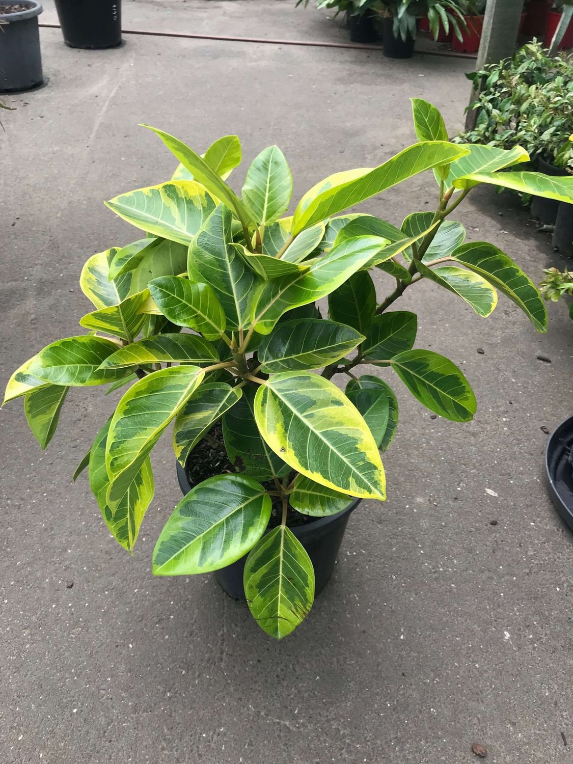 Ficus Lime Splice 250mm