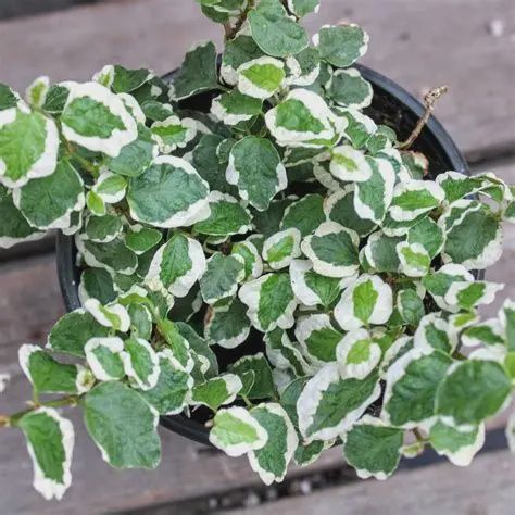 Ficus Pumila 14cm