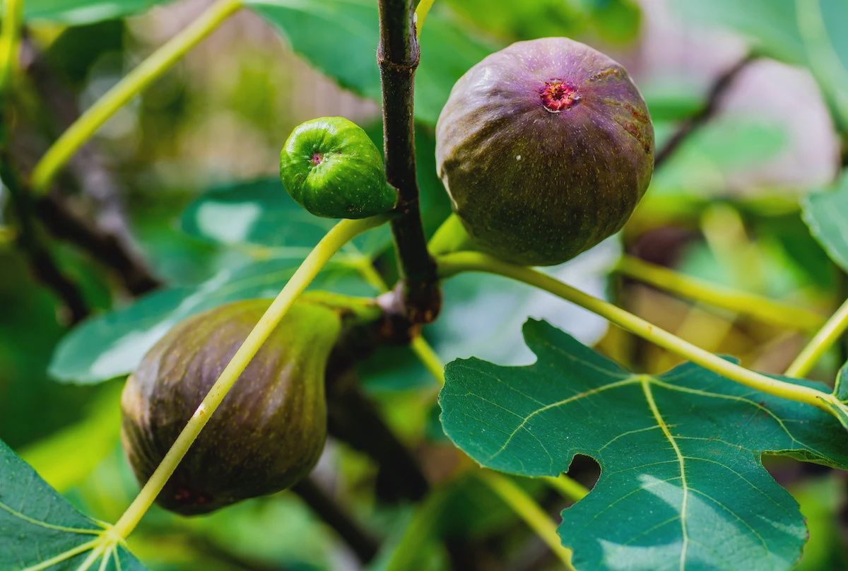 Fig Assorted 20cm