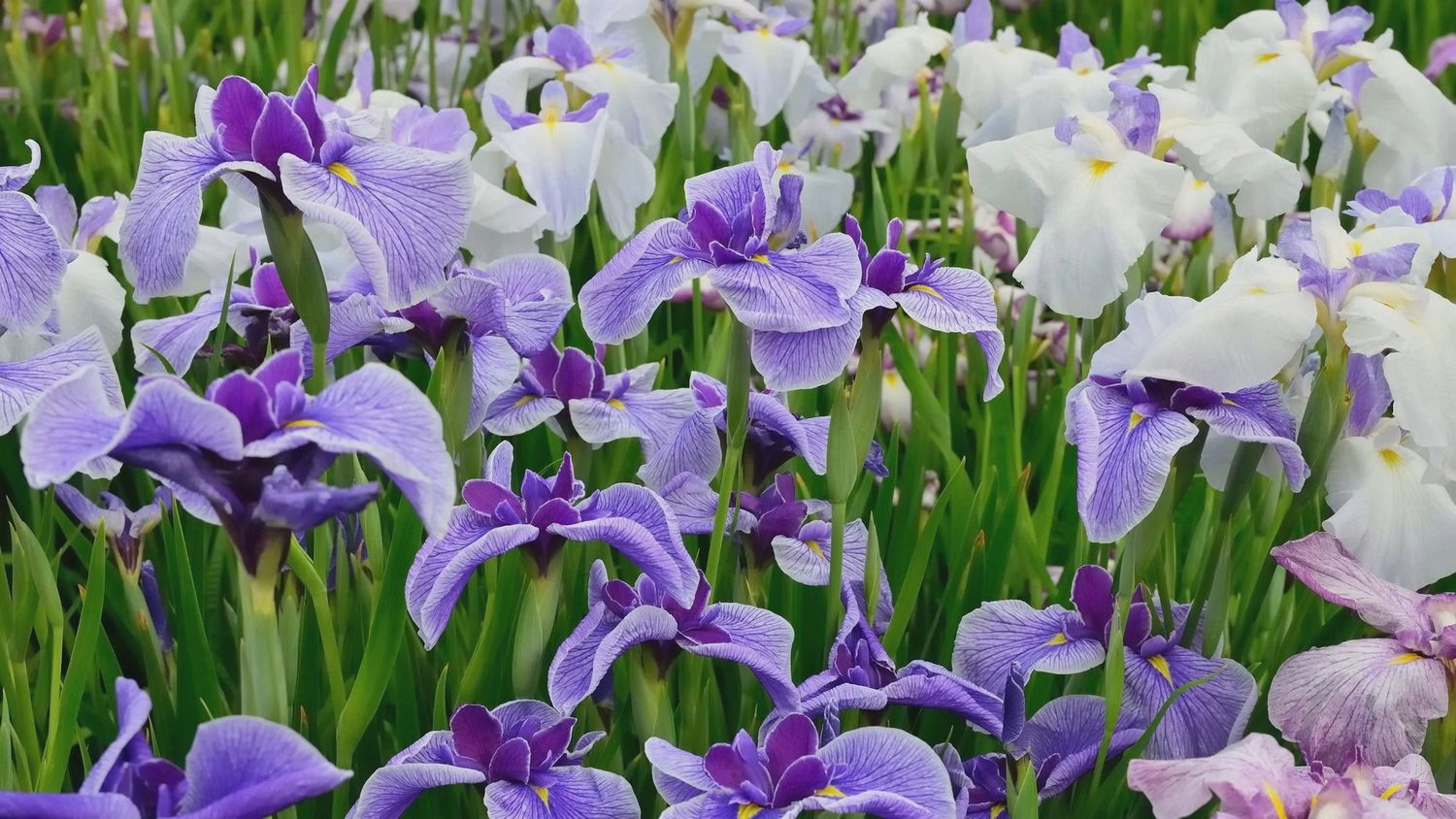 Iris Planted each
