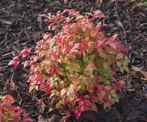 Nandina Nana 140mm