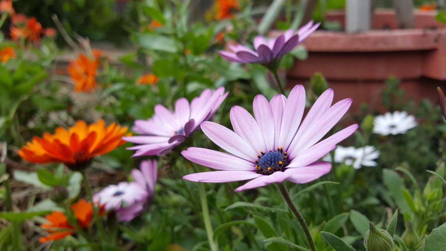 Osteospermum140mm