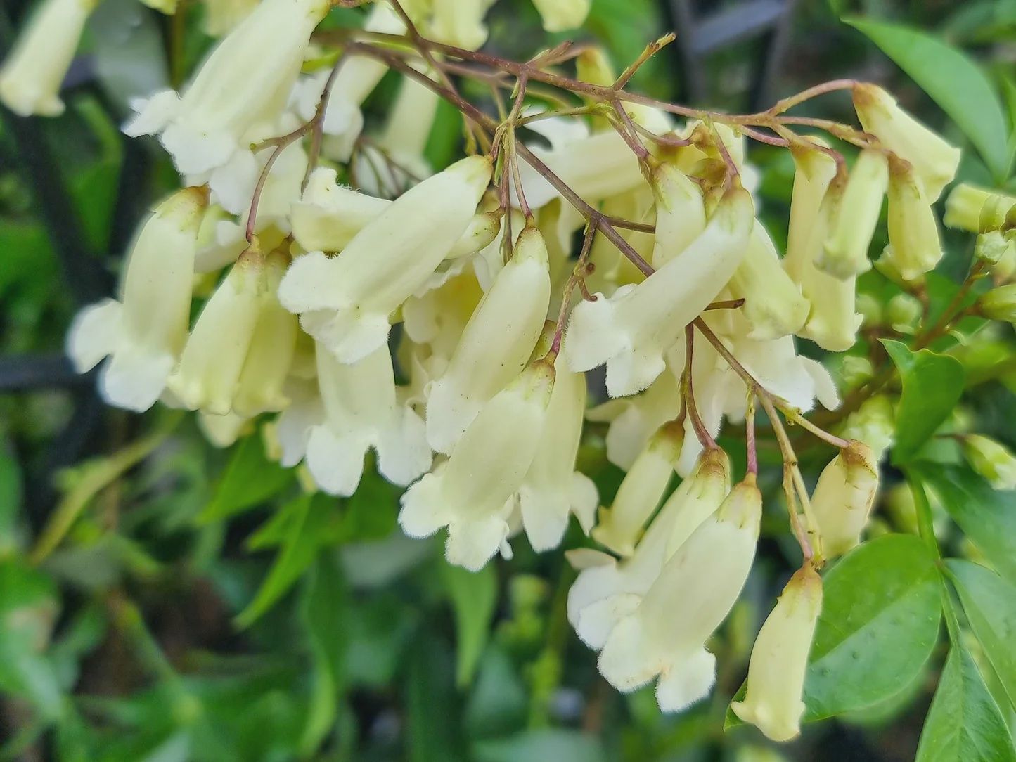 Pandorea Pan Snow Bells 140mm
