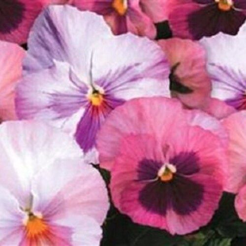 Pansy Pink Shades Pack