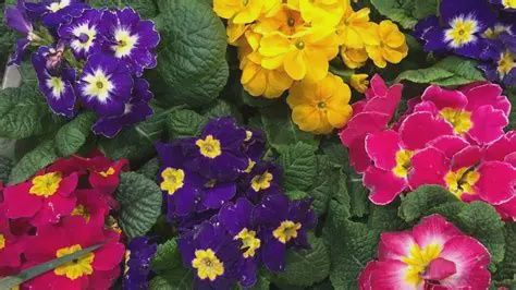 Primula Acaulis 120mm