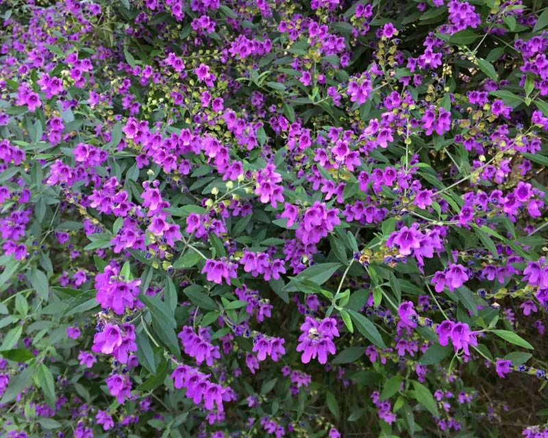 Prostanthera Ovalfolia 150mm