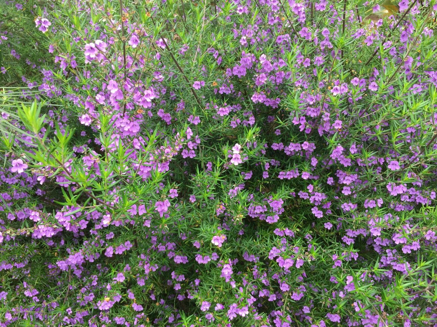 Prostanthera Phylicifolia 140mm