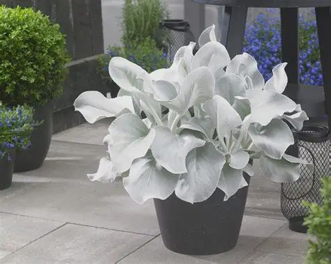 Senecio Angel Wings 200mm