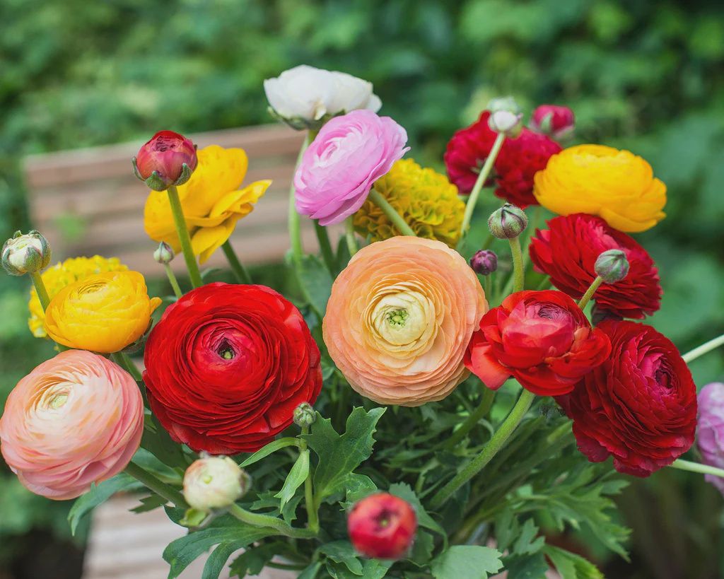 Ranunculus Pack