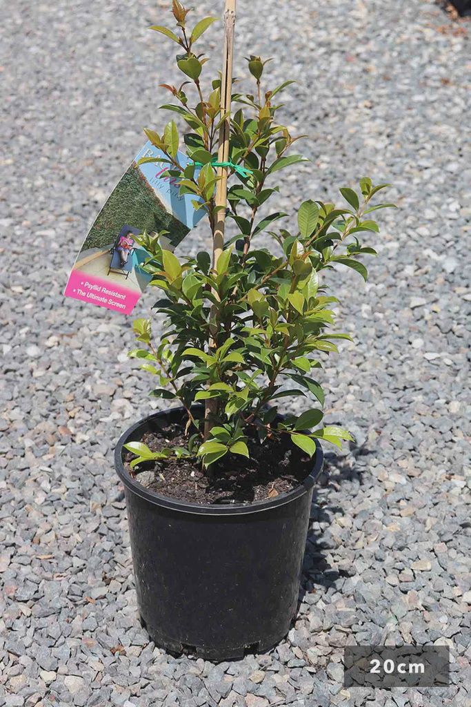 Syzygium Backyard Bliss 200mm