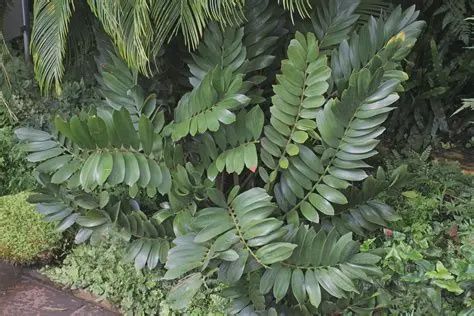 Zamia Furferacea Stan 140mm