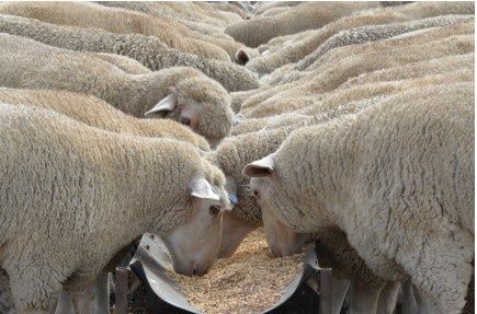 Feedlot Lamb Concentrate 25kg