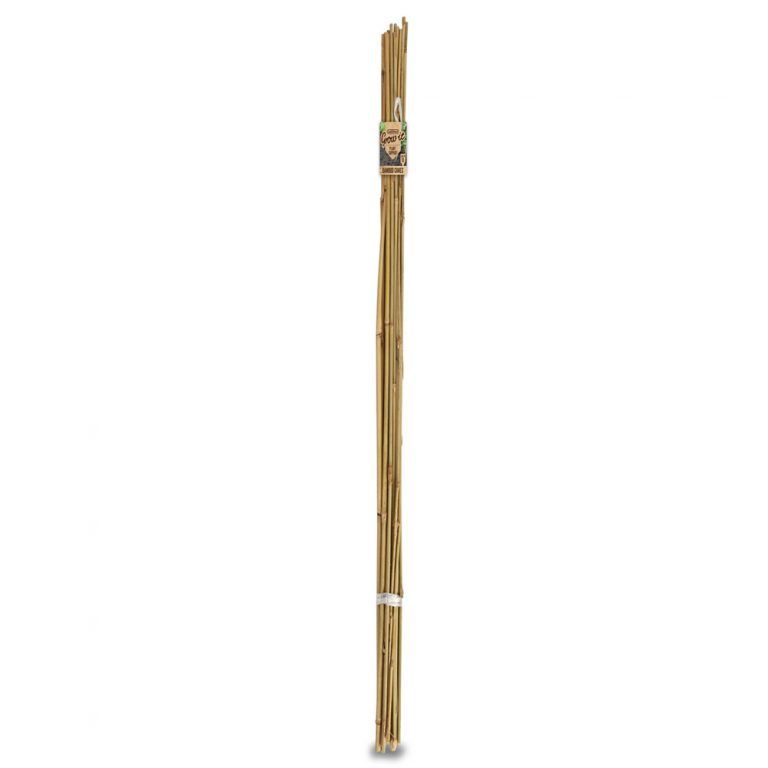 Bamboo Cane .6m (25Pk)
