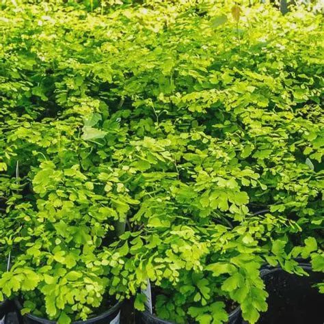 Adiantum Fragrans 180mm