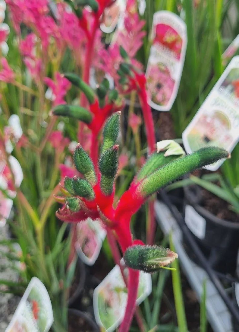 Anigozanthos Bush Dance 140mm