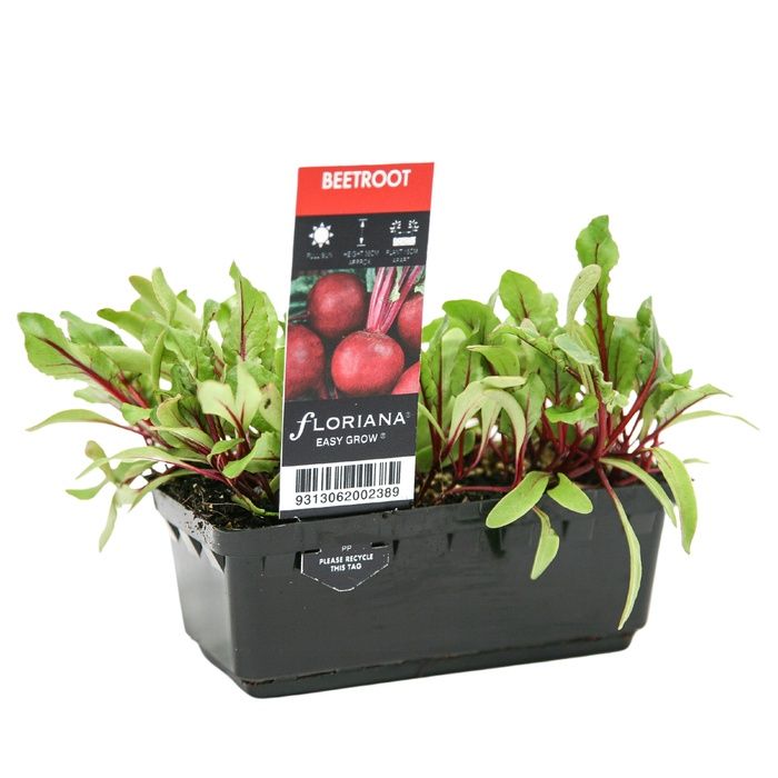 Beetroot Red Punnet Seedlings