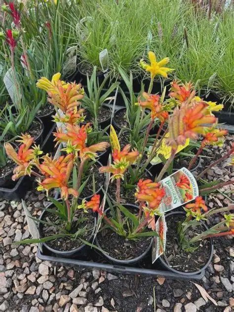 Anigozanthos Bush Sunburst 140mm